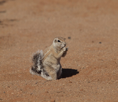 solatiar-squirrel