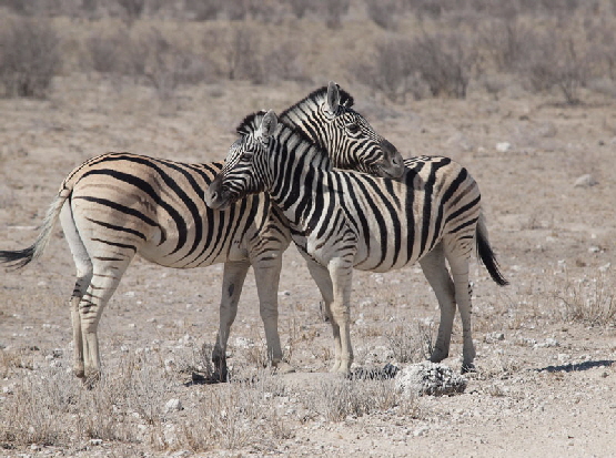 zebra-zebra-namibia-014-web