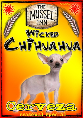 chihuahua-019